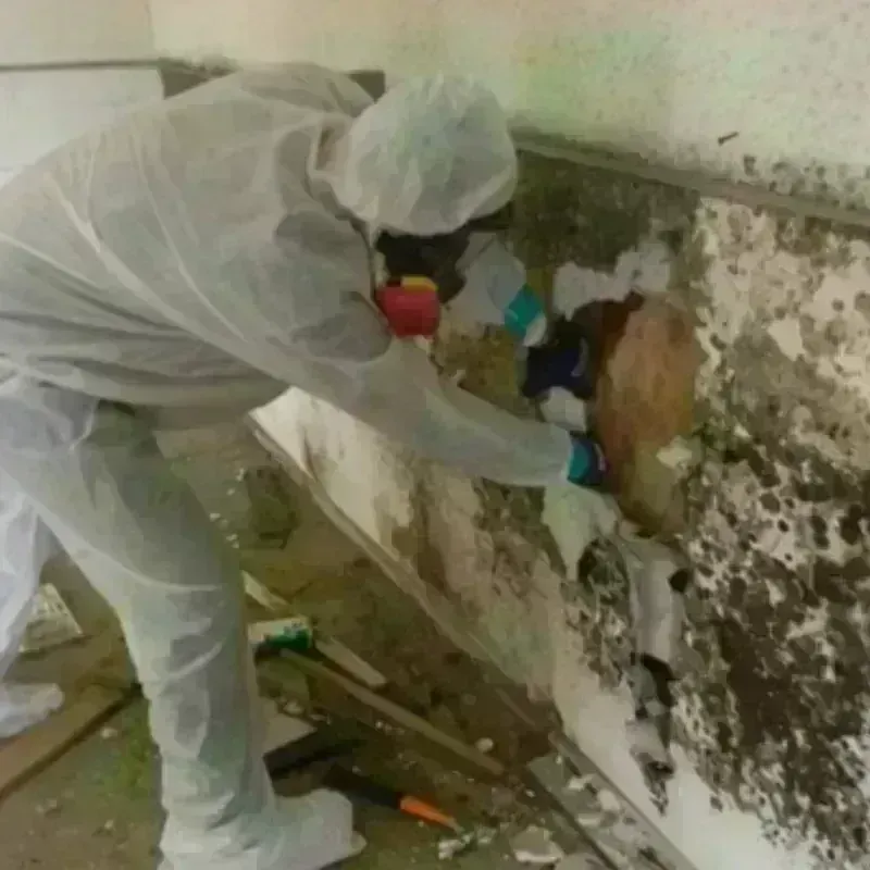 Mold Remediation and Removal in Gretna, FL